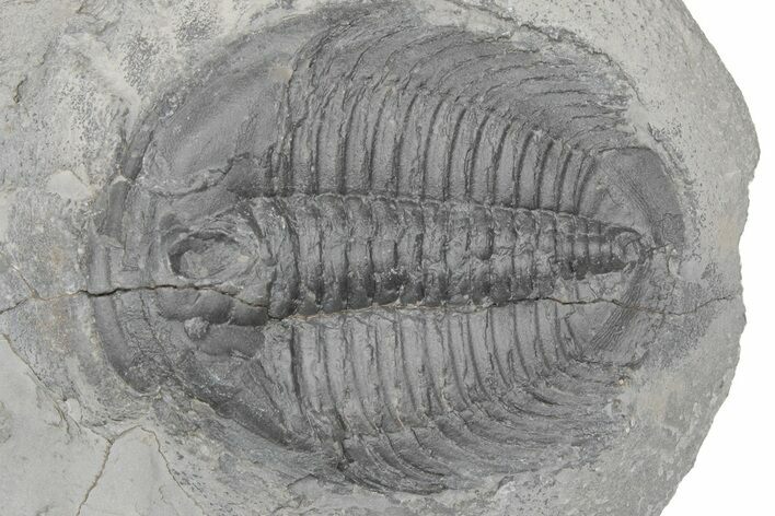 Upper Cambrain Trilobite (Labiostria) - Positive/Negative #212616